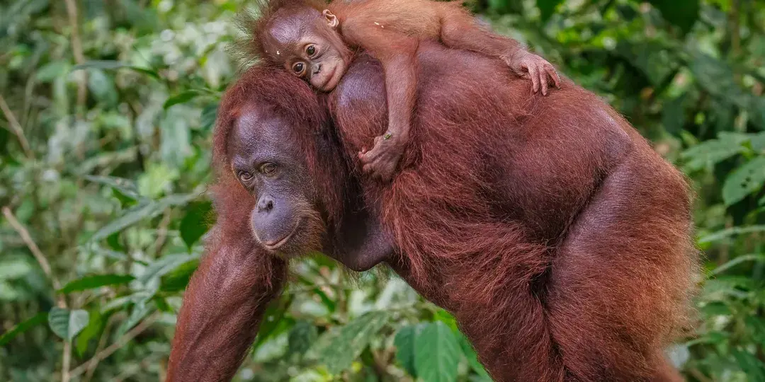 Discover Sarawak, Borneo